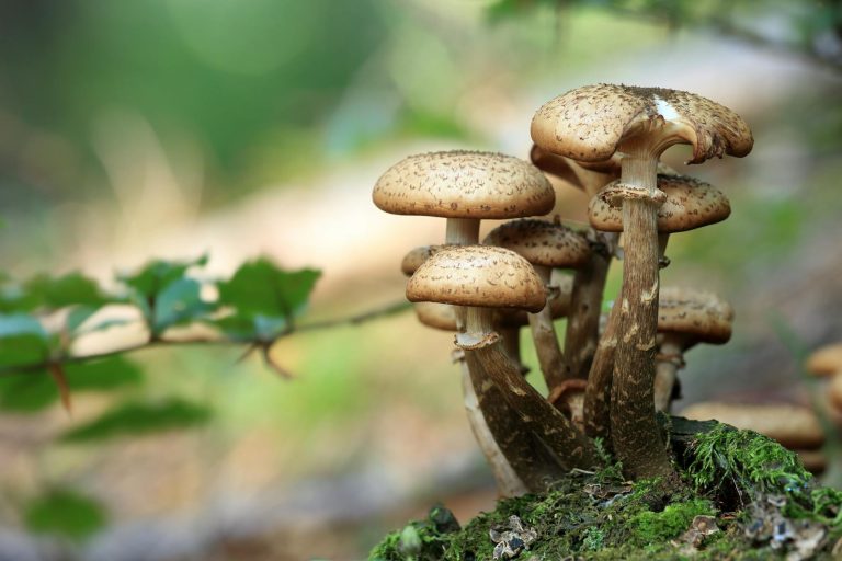 How To Make Money Growing Mushrooms In Uganda