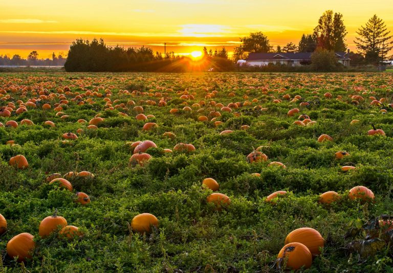 How to Make Real Money Growing Pumpkins in Uganda