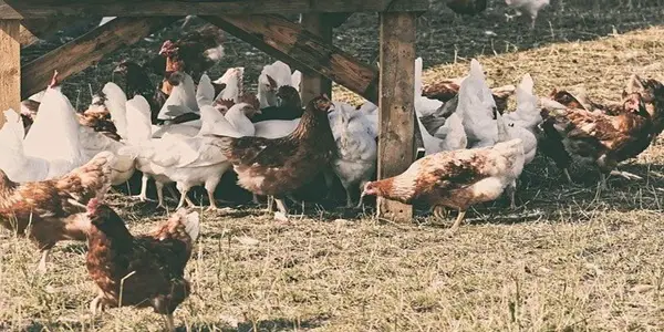 How To Start A Poultry Farm In Uganda
